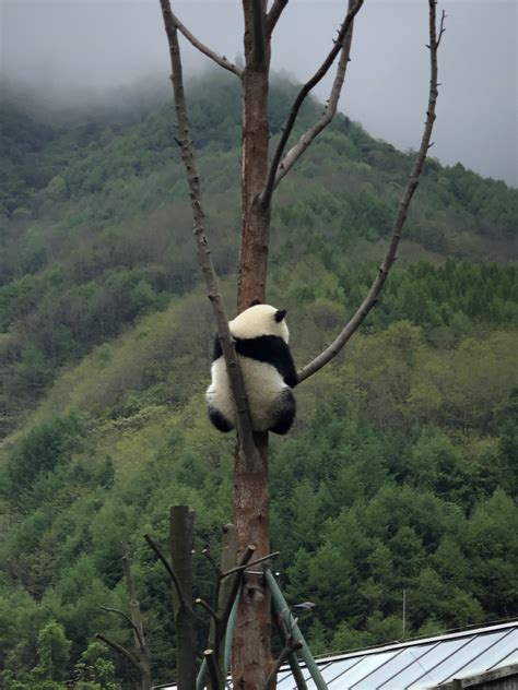 Chengdu Wolong Panda Reserve Tour China Chengdu Tours Chengdu Panda