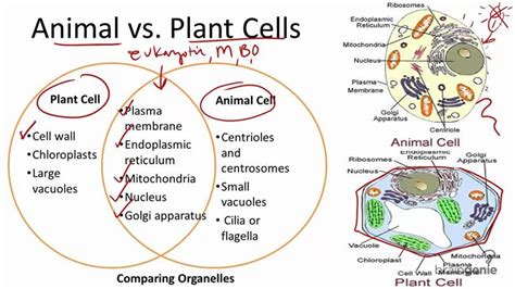 Differences Between Animal And Plant Cell