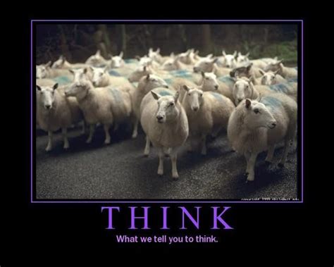 Sheep Behavior And Human Mentality Tbu News