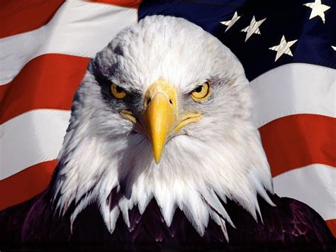 American Flag Eagle Best Hd Wallpapers Hot Sex Picture