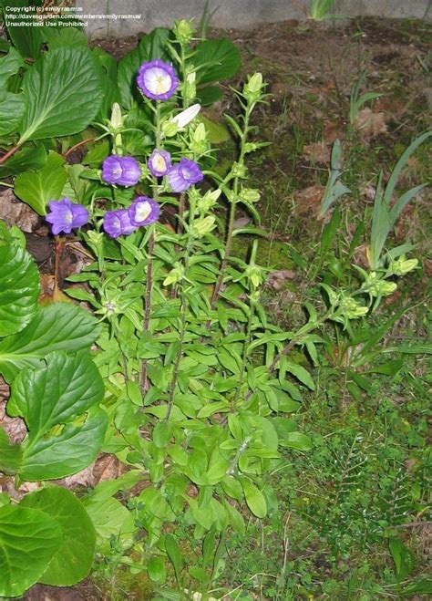 Canterbury bell flowers bloom the year after the year you plant them. PlantFiles Pictures: Campanula, Canterbury Bells ...