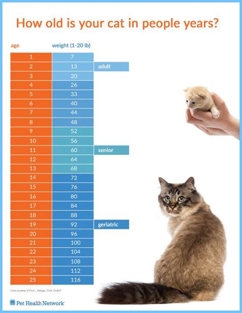 This is a list of the oldest cats in the world, listed by reported age, all of whom have attained the minimum age of 25 years. cat year converter | Cat ages, Cat years, Cats