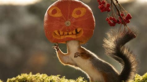 Amazing Pictures Show Squirrel With A Pumpkin On Its Head