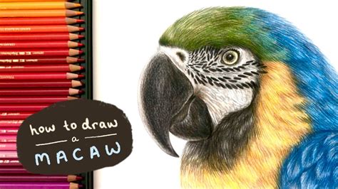 How To Draw A Realistic Macaw Drawing Feather Textures With Coloured
