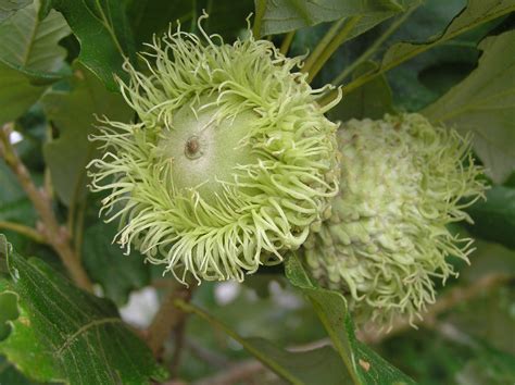 Find images of tree fruit. Bur Oak (Quercus macrocarpa) Fruit | Nature tree, Plants ...