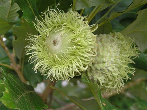 A small indoor kumquat tree. Bur Oak (Quercus macrocarpa) Fruit | Nature tree, Plants ...