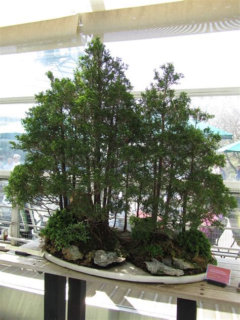 Be the first to review atlantic white cedar bonsai tree cancel reply. Atlantic White Cedar Bonsai - a photo on Flickriver