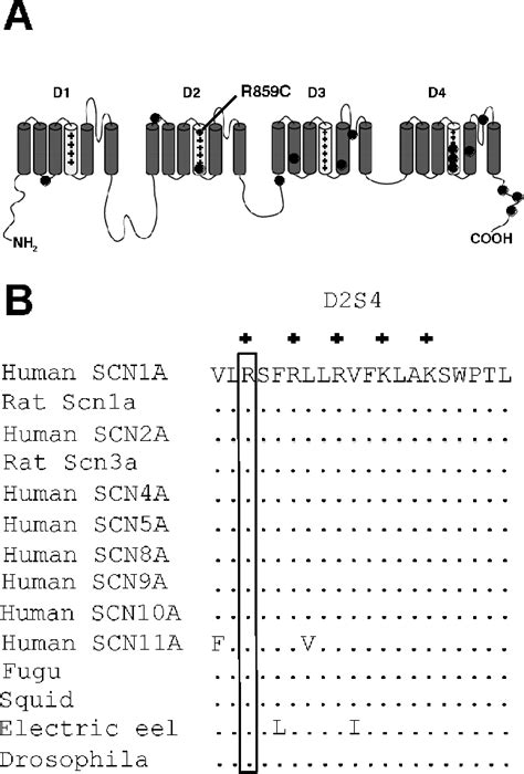 Figure 2 From An Epilepsy Mutation In The Sodium Channel Scn1a That