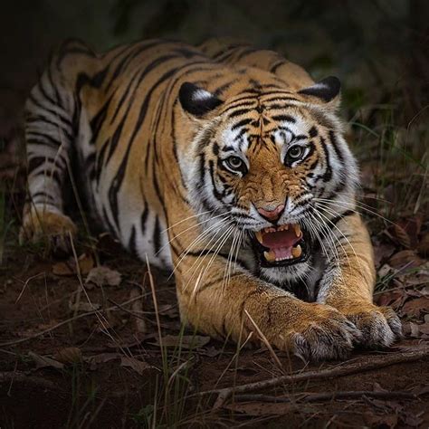 Бенгальский Тигр Картинки Telegraph