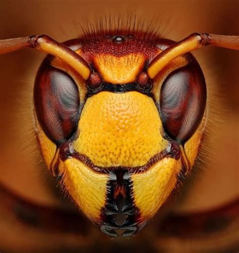 Wasp Closeup Call A1 Bee Specialists In Bloomfield Hills Mi Today At