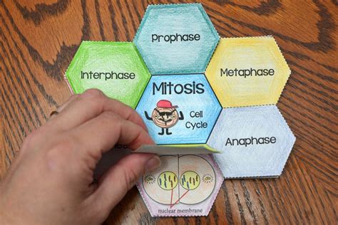 Mitosis Foldable Mitosis Science Cells Biology Projects