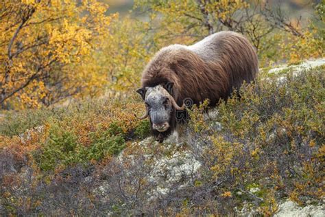 Musk Ox In A Fall Colored Setting At Dovrefjell Norway Stock Photo