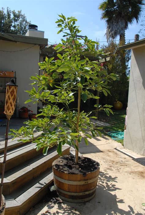 Of course, depending on the variety you choose, it may take a longer time for your avocado tree to start producing fruit. 1000+ images about avocado tree on Pinterest | Hass ...