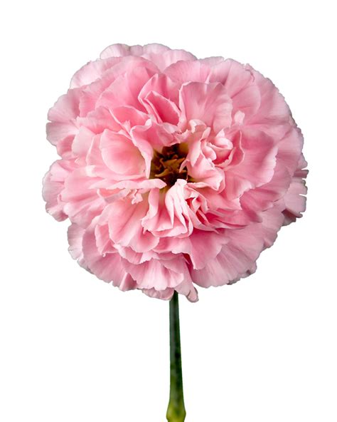 Minami Feminine Carnation Petaljet