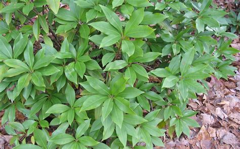Using Georgia Native Plants Evergreens