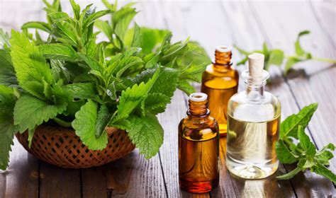 The Health Benefits Of Patchouli Essential Oil