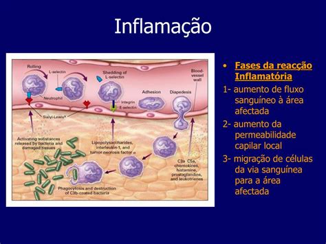 Com Relacao As Caracteristicas Observadas Na Resposta Inflamatoria Cronica