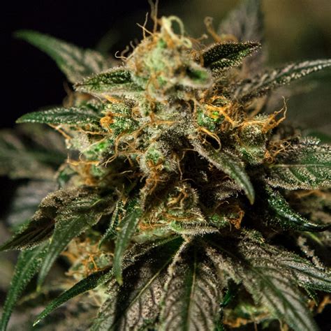 O. Z. Kush - strain - Bulldog Seeds | Cannapedia