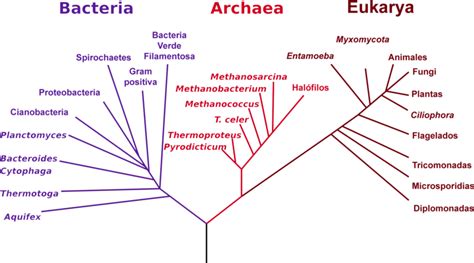 Blog De Ciencias Construcción De árboles Filogenéticos Y Cladogramas