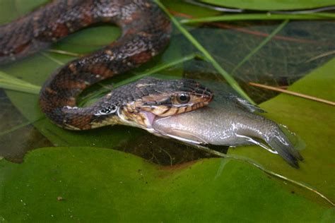 Antecedente Freír Extinción Que Comen Las Serpientes De Agua Pequeñas