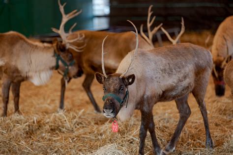 Curious about santa's reindeer names? Santa's Reindeer Receive Clean Bill of Health, Approved ...
