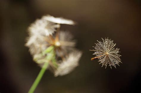 Goat S Beard Seed Photograph By Andy Harmer Science Photo Library