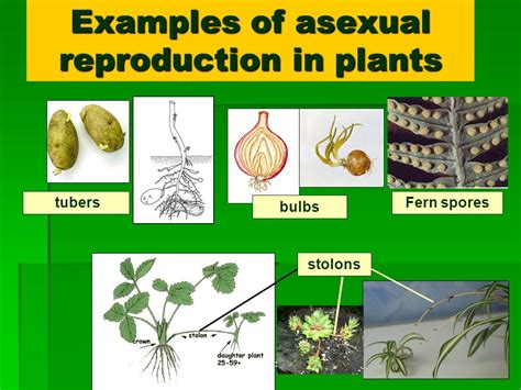 How Do Plants Reproduce For Class 5 Cbse Class Notes Online Classnotes123