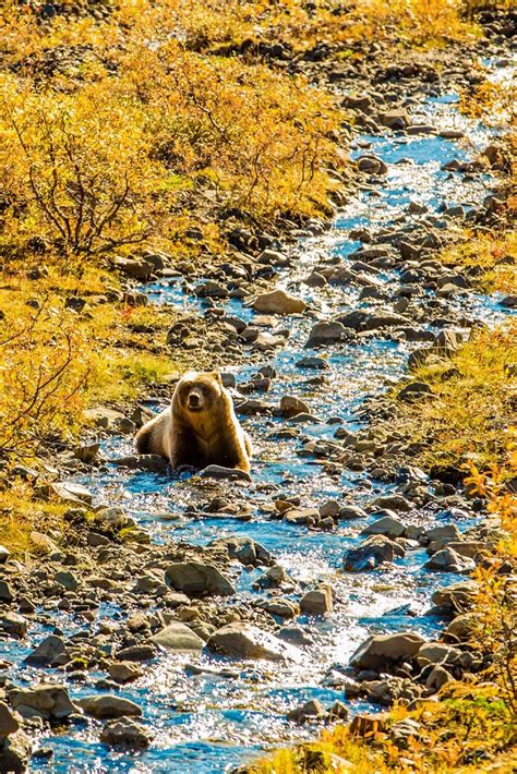 Start Your Alaska Cruise On Land And You May Meet A Bear In Denali