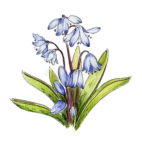 Bluebell Flower Watercolor Image Hand Drawn Wild Spring Plant Image