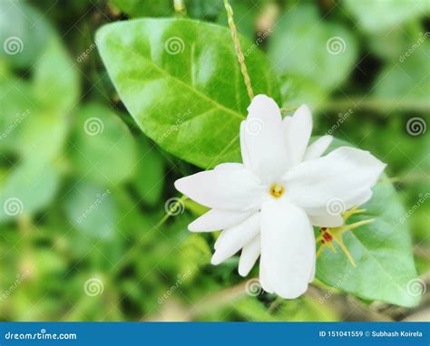 Beautiful Garden White Jasmine Flower Background Wallpaper Picture