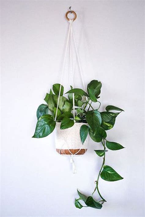 22 Creative Hanging Plants Ideas To Beauty Your Home Homemypedia