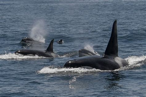 Killer Whale Rams Fishermans Boat In Uk Waters During Latest Orca