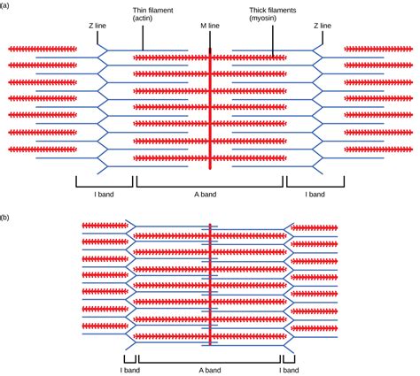 Muscle Contraction And Locomotion Biology For Majors Ii