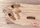 Pictures of Termite Babies