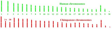 A camel has 70 chromosomes in a somatic cell. Yes, you share a common ancestor with pigs, but it was a ...