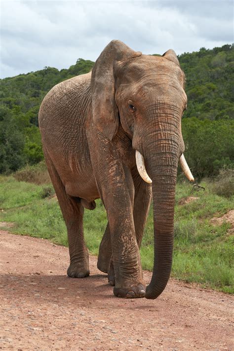 Elephant Pictures Hd Download Free Images And Stock