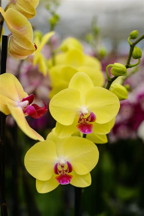 Yellow Phalaenopsis Orchids Phalaenopsis Orchid Orchids Beautiful