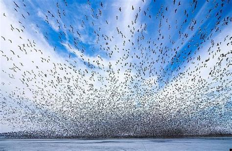 Swarm Amazing Video Of Birds In Flight Bit Rebels