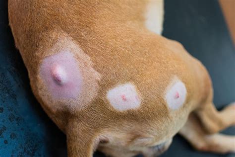Lumps On Dogs Are They Cancer Dog Pictures Animal Bites Dog Care