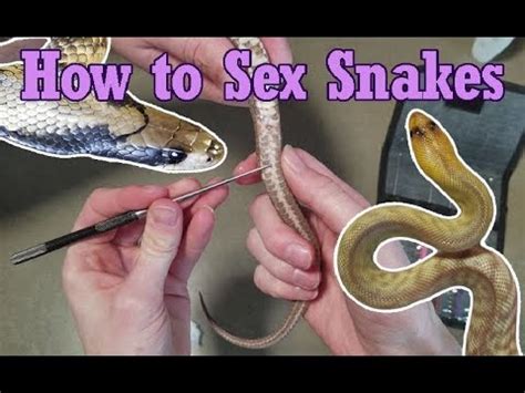 How To Sex Probe Snakes Youtube