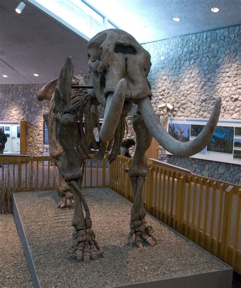 Mastodon Skeleton Science By Seltzer