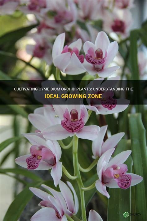 Cultivating Cymbidium Orchid Plants Understanding The Ideal Growing Zone Shuncy