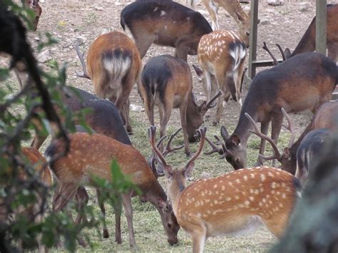 Texas Trophy Sika Deer Hunts