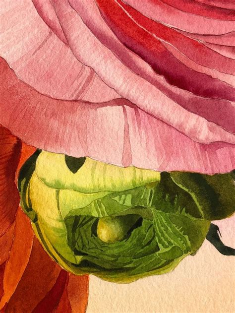 Watercolor Ranunculus By Eleanor Mill Strathmore Artist Papers