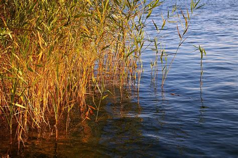 Reed Bank Water · Free Photo On Pixabay