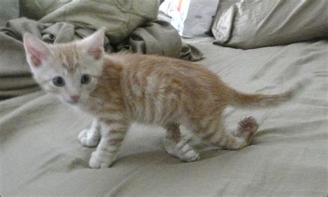 Sprains occur commonly on a cat's rear legs and can be caused by his leaping onto an object, misjudging the height and then a sprained leg is usually swollen and warm to the touch over the affected joint. Caring For A Kitten Born With A Twisted Leg