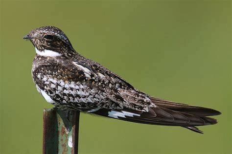 Common Nighthawk Bird Identification Guide Bird Spot