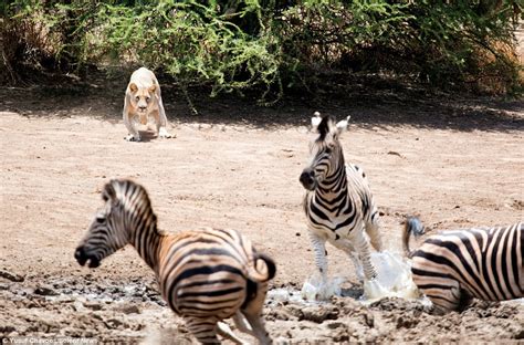 Lion clings to zebra as it tries to make fast getaway | Daily Mail Online