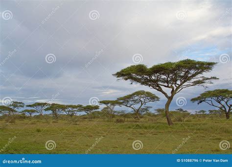 Acacia Trees On The Serengeti Savannah Stock Photo Image Of Grassland