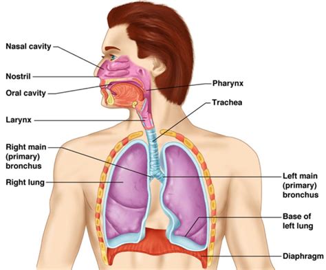 Simple Labeled Human Respiratory System Diagram Greeneyesstyle